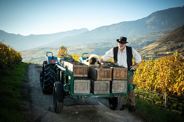 wine-und-dine-auf-dem-rhein-4.jpg Mann mit Traktor und Traubenkisten in Weinberg.