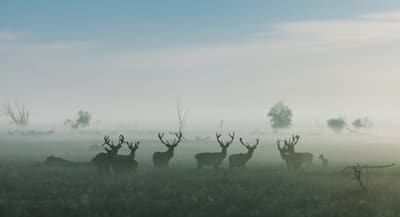 Hirsche im Nebel auf Feld.