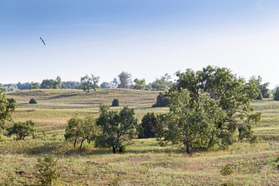 Landschaft mit Bäumen und fliegendem Vogel.