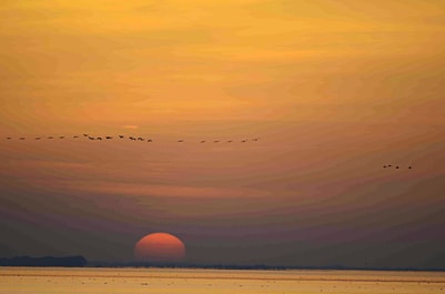 Sonnenuntergang am Meer mit fliegenden Vögeln.