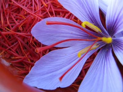 Nahaufnahme einer Safranblüte mit violetten Blütenblättern und roten Narben.