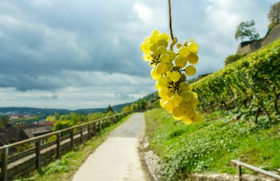 Weintraube hängt vor einem Pfad durch einen Weinberg bei bewölktem Himmel.