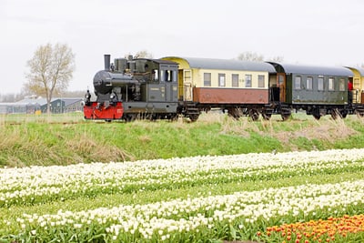 Dampflokomotive zieht Zug an blühenden Tulpenfeldern vorbei.