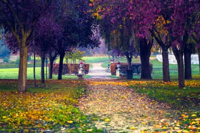 Ein herbstlicher Parkweg zwischen bunten Bäumen.
