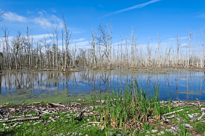Tote Bäume und Teich unter blauem Himmel.
