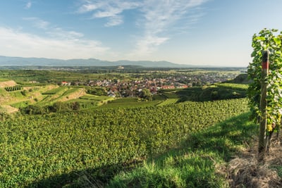 Landschaft mit Weinbergen und Dorf im Hintergrund.
