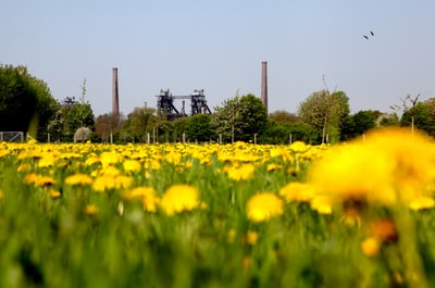 Löwenzahnfeld mit Industriekulisse im Hintergrund.