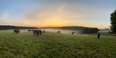 Pferde grasen auf einer Wiese bei Sonnenuntergang.