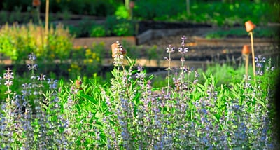 Blühende Pflanzen in einem sonnigen Garten.