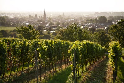 Weinreben mit einer Stadt im Hintergrund.
