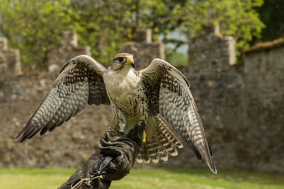 Falke mit ausgebreiteten Flügeln auf einem Handschuh vor einer Steinmauer.