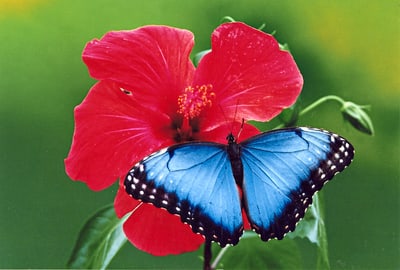 Blauer Schmetterling auf roter Blüte.