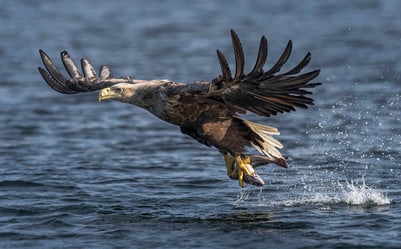 Ein Adler fliegt über das Wasser mit einer Beute in seinen Krallen.