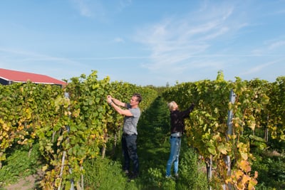 Zwei Personen ernten Trauben in einem Weinberg.