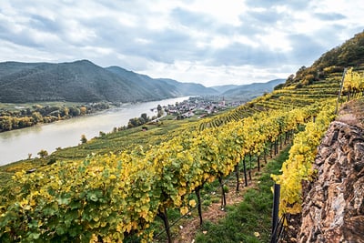 Vineyards overlooking a river with mountains in the background.