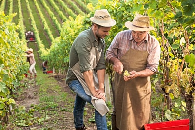 Zwei Personen in Strohhüten arbeiten in einem Weinberg.
