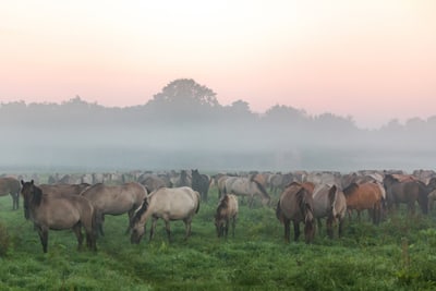 Pferdeherde grast auf nebliger Wiese im Morgengrauen.