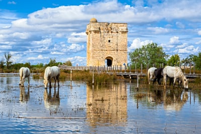 Weisse Pferde im Wasser vor einem alten Steingebäude.