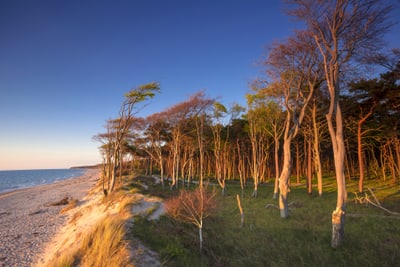 Kiefernwald am Ostseestrand bei Sonnenuntergang.