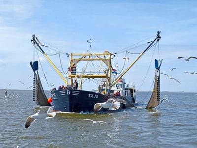 Fischkutter auf dem Meer, umgeben von fliegenden Möwen.