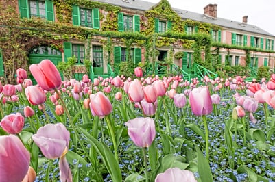 Rosa Tulpen vor einem mit Efeu bewachsenen Haus in Giverny.