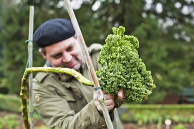 Mann hält einen grossen Grünkohl im Garten.