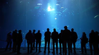 Silhouetten von Menschen vor Aquariumglas mit schwimmenden Fischen.