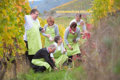Gruppe von Menschen mit grünen Schürzen erntet Trauben im Weinberg.