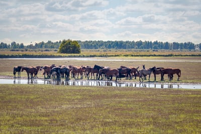 Gruppe von Pferden steht zusammen auf einer Wiese mit Wasserstellen.