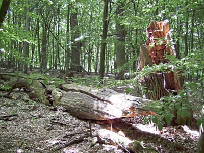 Sonnenbeschienener Wald mit umgestürztem Baumstamm.