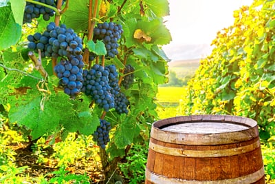 Weinreben mit Trauben und Holzfass in einem Weinberg.