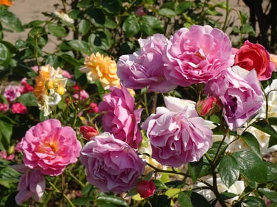 Nahaufnahme von bunten Rosen im Garten.