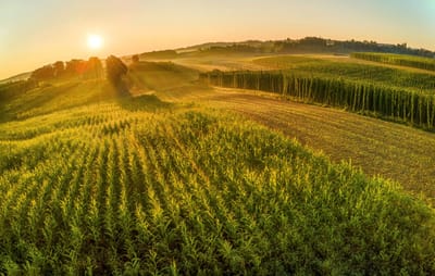Landschaft mit grünen Feldern und Sonnenaufgang im Hintergrund.
