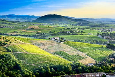 Weinberge und Hügel in der Landschaft bei Sonnenuntergang.