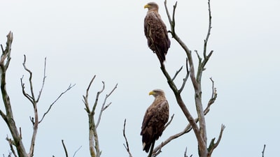 Zwei Adler auf kahlen Ästen.