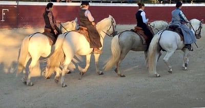 Vier Personen reiten auf weissen Pferden in einer Arena.