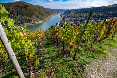 Weinberg mit Blick auf Fluss und Stadt im Tal.