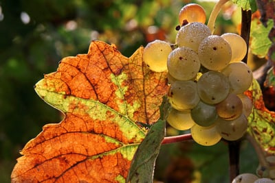 Nahaufnahme von Weintrauben und einem herbstlichen Blatt im Sonnenlicht.