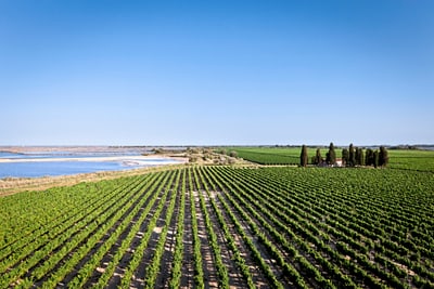 Weinberg mit Zypressen, See und blauem Himmel.