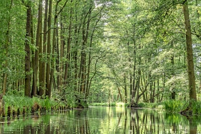 Wald mit Wasserkanal im Grünen.