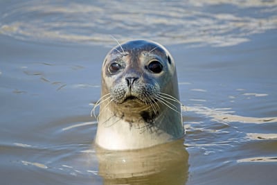 Robbe schaut aus dem Wasser.