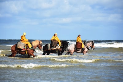 Pferdefischer in gelben Regenmänteln reiten am Meer.