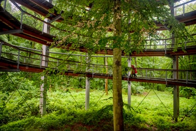 Moderne Holzplattformen um Baum im grünen Wald.