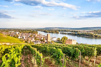 Weinberge mit Blick auf Bingen am Rhein und Fluss.