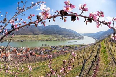 Blühende Obstbaumzweige mit Blick auf einen Fluss und eine Stadt in einem Tal mit Hügeln.