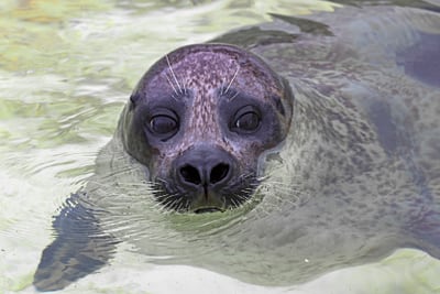 Nahaufnahme einer Robbe im Wasser.