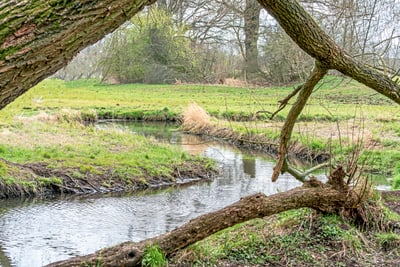 Bach in einer Wiesenlandschaft mit Bäumen im Hintergrund.
