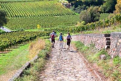 Wanderer auf einem Weg durch Weinberge.