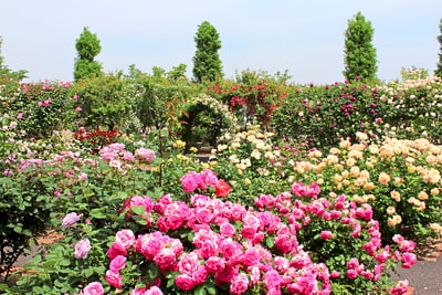 Rosengarten mit blühenden Sträuchern und Bäumen.