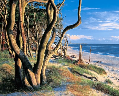 Strand mit Bäumen und Meerblick unter blauem Himmel.